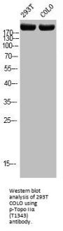Phospho-TOP2A (T1343) Antibody