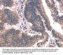 FAIM Antibody