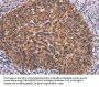 FAIM Antibody