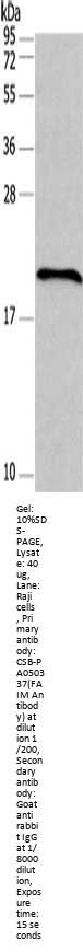 FAIM Antibody