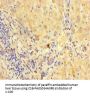 CNPY2 Antibody