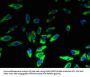 LYPLA2 Antibody