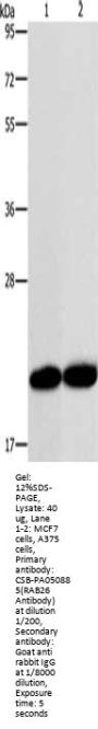 RAB26 Antibody
