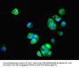 BTBD2 Antibody