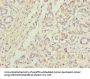 ANAPC5 Antibody