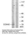 COX4I2 Antibody