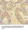 RPN1 Antibody