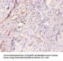 MYL6 Antibody