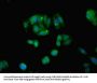 MYL6 Antibody