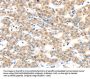 RAB24 Antibody