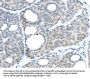 RAB24 Antibody