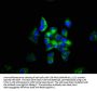 TLN1 Antibody