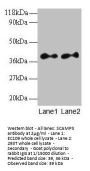 SCAMP3 Antibody