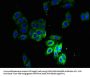 SCAMP3 Antibody