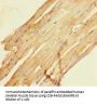 SCAMP3 Antibody