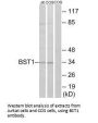 BST1 Antibody