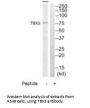 TBX3 Antibody