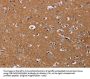 NRAS Antibody