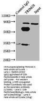 TRIM28 Antibody