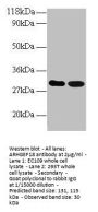 ARHGEF18 Antibody