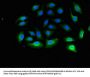 RPL13A Antibody