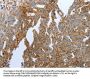 PPARG Antibody
