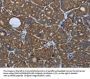 PPARG Antibody