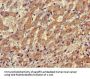 XBP1 Antibody