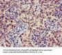 XBP1 Antibody