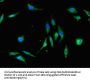 XBP1 Antibody