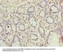 C9orf16 Antibody