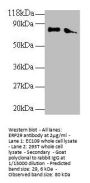 ERP29 Antibody