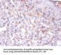 ERP29 Antibody
