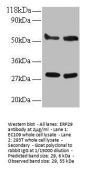 ERP29 Antibody