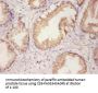 ERP29 Antibody