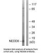 NEDD8 Antibody