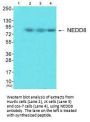 NEDD8 Antibody
