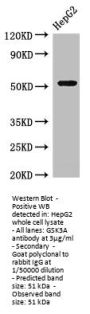 GSK3A Antibody