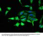 GSK3A Antibody