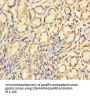 CTDNEP1 Antibody