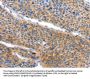 ARL11 Antibody