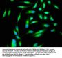 PAK4 Antibody