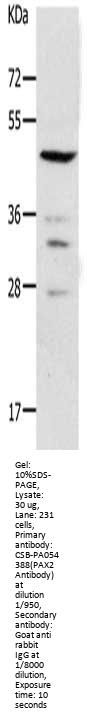 PAX2 Antibody
