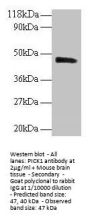 PICK1 Antibody