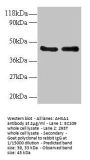 AHSA1 Antibody