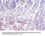 AHSA1 Antibody