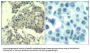 MTOR (Ab-2481) Antibody