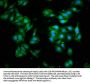 GABARAP Antibody