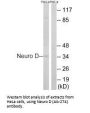 NEUROD1 (Ab-274) Antibody