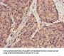 SUMO3 Antibody